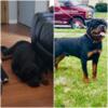 Rottweiler Puppy For sale