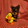 Female yorkies for sale