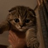 Scottish Fold Male Kitten in Iowa