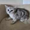 Beautiful Scottish fold boy straight ears for sale