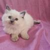 Ragdoll kittens 