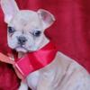 Female french bulldog