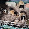 Urbana ohio Guinea pigs male and female