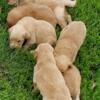 Charlotte, MI 7 ADORABLE AKC Golden Retriever puppies! Ready NOW!