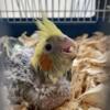 5 baby cockatiels available