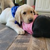 AKC LABRADOR PUPPIES