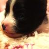 Papillon Beautiful Black and White SMALL Female Available to "Hold"