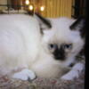 Female Snow shoe Siamese seal point kitten for sale 10 weeks ready to go now