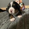 Bernese Mountain Dog Puppies