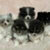 AKC Pomeranian puppies