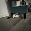 Lambkin kitty