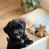 3 girl mini bernedoodles pups ready now