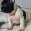 French Bulldog For Sale