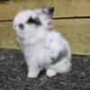 Beautiful broken Lionhead rabbits, purebred fully pedigreed out of quality lines