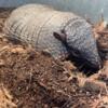 Male 6 Banded Armadillo