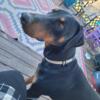 Year old male doberman