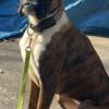 AKC boxer for sale