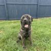 1yr old male English Mastiff looking for new home