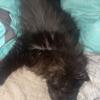 1YR Old Female Persian Non-Spayed - Will Negotiate Re-Homing Fee