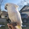 Umbrella Cockatoo 