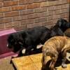 Presa canario pups ready for new home