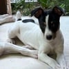 Registered Rat Terrier Female