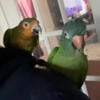 Bonded pair Blue Crown Conure & Brown Throat Conure