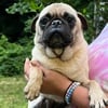 Female pug