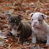 Olde English bulldogge puppy