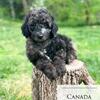 Aussiedoodle