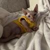 Bambino Sphynx Kittens— ready for their forever home!
