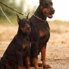 European Doberman Puppies – Ready for Loving Homes