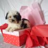 Cupid Maltipoo Puppy for Sale