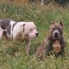 American bully