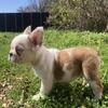 Merle male frenchie for rehome