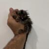 Marmoset Monkeys for sale