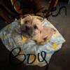 Lhasa apso/ shitzhu mix pups few males and females looking for homes.