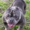 American Bully 2yr old male