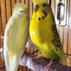 For Sale a Pair of Tufted Parakeets 100.00