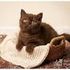 TICA/CFA Home-Raised British Shorthair Kitten - Cinnamon Female (Chicago IL + nationwide delivery)