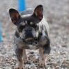 Adult female french bulldog