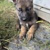                                                          STUNNING AKC   GHS. PUPPIES.  MUST REHOME