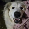 Rehoming Farm dog