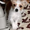 Adorable Morkie female puppy available!