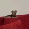 Rare AKC Chocolate Yorkie • Proven Stud • Tampa Bay FL