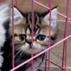 Exotic Shorthair Persian Kittens