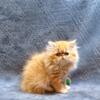 Persian, Himalayan & Exotic Shorthair Kittens