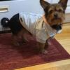 Yorkie For Sale