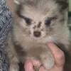 Female chocolate Merle blue eyes Pomeranian puppy!