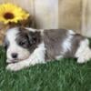 Bluey Male Shihpoo